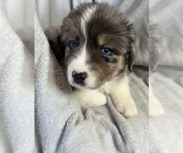 Medium Photo #1 Miniature Australian Shepherd Puppy For Sale in WOODLAKE, CA, USA