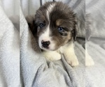 Small Photo #1 Miniature Australian Shepherd Puppy For Sale in WOODLAKE, CA, USA