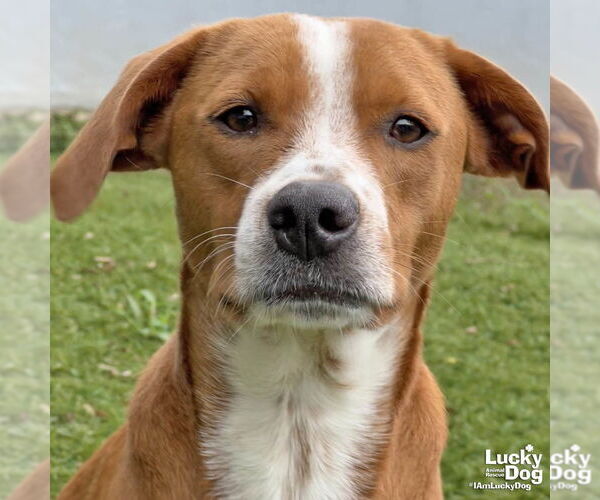 Medium Photo #2 Labrador Retriever-Unknown Mix Puppy For Sale in Washington, DC, USA