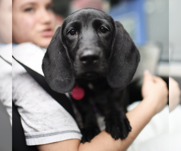 Medium Photo #1 Labrador Retriever Puppy For Sale in Brooklyn, NY, USA
