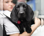 Small Labrador Retriever