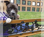Small #2 American Pit Bull Terrier Mix