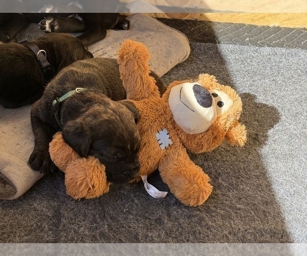Medium Photo #54 Cane Corso Puppy For Sale in LIVERMORE, CA, USA