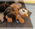 Small Photo #54 Cane Corso Puppy For Sale in LIVERMORE, CA, USA