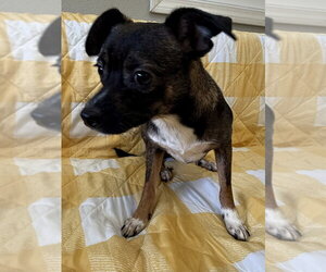 Chihuahua-Unknown Mix Dogs for adoption in Osgood, IN, USA