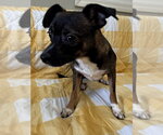 Small Chihuahua Mix