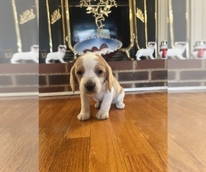 Beagle Puppy for sale in WOODBRIDGE, VA, USA