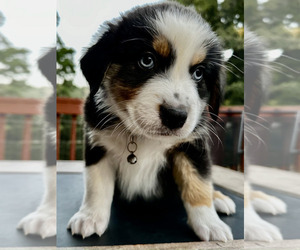 Miniature Australian Shepherd Puppy for sale in CRESTLINE, CA, USA