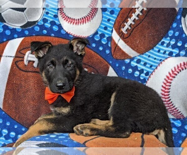 Medium Photo #4 German Shepherd Dog Puppy For Sale in LEOLA, PA, USA