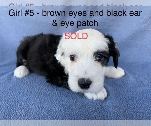 Medium Photo #8 Old English Sheepdog Puppy For Sale in MESA, AZ, USA