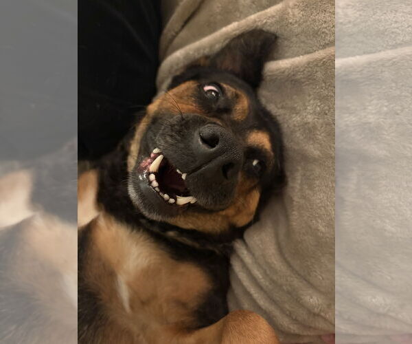 Medium Photo #4 German Shepherd Dog-Unknown Mix Puppy For Sale in La Grange , NC, USA