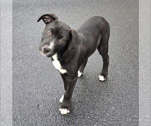 Labrador Retriever-Unknown Mix Dogs for adoption in New Oxford , PA, USA