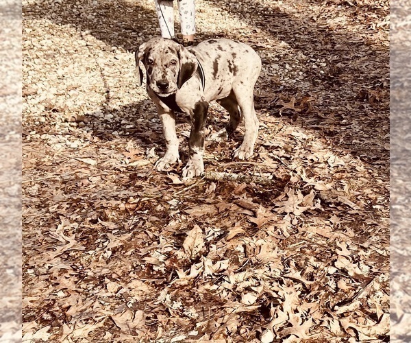 Medium Photo #11 Great Dane Puppy For Sale in COLUMBUS, OH, USA