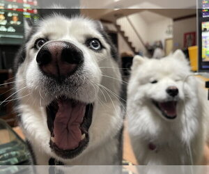 Siberian Husky Dogs for adoption in Holly Springs, NC, USA
