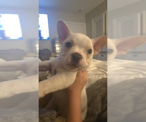 French Bulldog Puppy for sale in SARASOTA, FL, USA