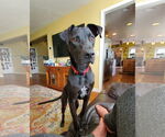 Small #2 Labrador Retriever Mix