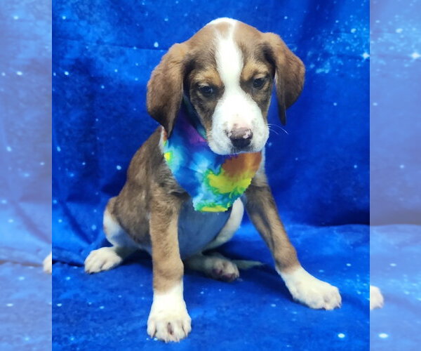 Medium Photo #3 Labrador Retriever-Unknown Mix Puppy For Sale in Wetumpka, AL, USA