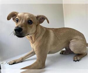 Chihuahua-Unknown Mix Dogs for adoption in Houston, TX, USA
