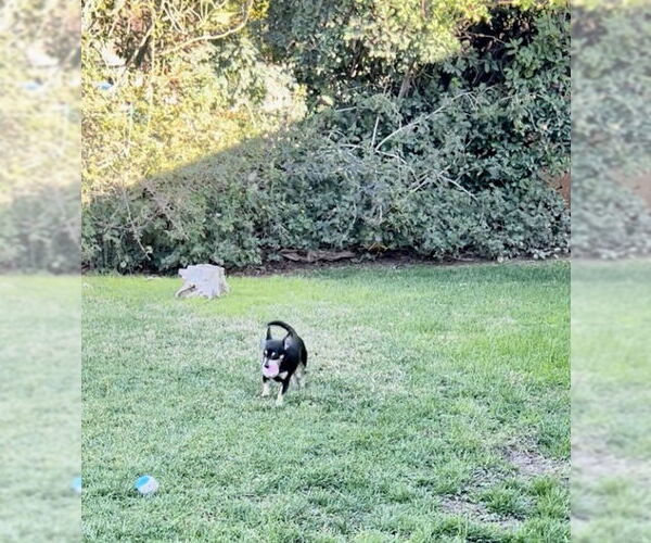 Medium Photo #4 Chihuahua Puppy For Sale in Colton, CA, USA