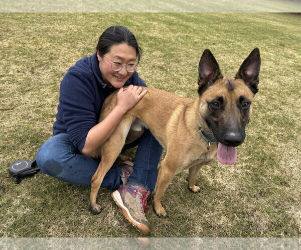 Medium Photo #3 Mutt Puppy For Sale in Stevens Point, WI, USA