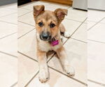 Small #6 German Shepherd Dog Mix