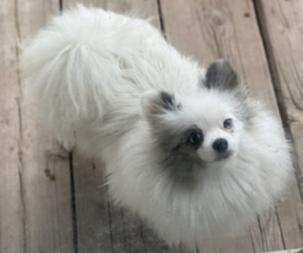 Medium Photo #1 Pomeranian Puppy For Sale in MERIDIAN, ID, USA