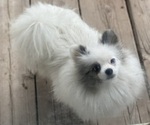 Small Photo #1 Pomeranian Puppy For Sale in MERIDIAN, ID, USA