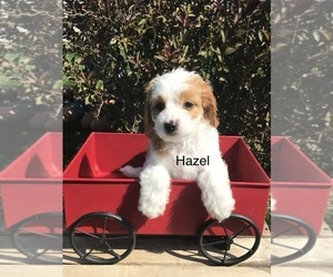 Cavapoo Puppy for sale in GOSHEN, IN, USA