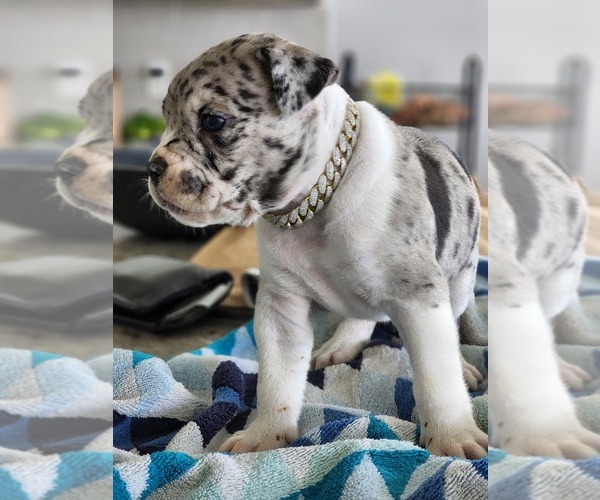 Medium Photo #3 Alapaha Blue Blood Bulldog Puppy For Sale in ROSHARON, TX, USA