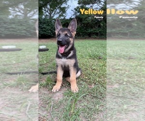 German Shepherd Dog Puppy for sale in VIRGINIA BEACH, VA, USA