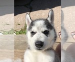 Small Photo #12 Siberian Husky Puppy For Sale in WASHBURN, WI, USA