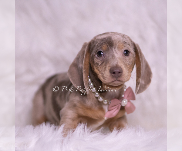 Medium Photo #2 Dachshund Puppy For Sale in WARSAW, IN, USA