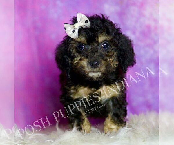 Medium Photo #4 Poodle (Toy) Puppy For Sale in WARSAW, IN, USA