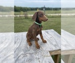 Small Photo #6 Doberman Pinscher Puppy For Sale in BROOKFIELD, MO, USA