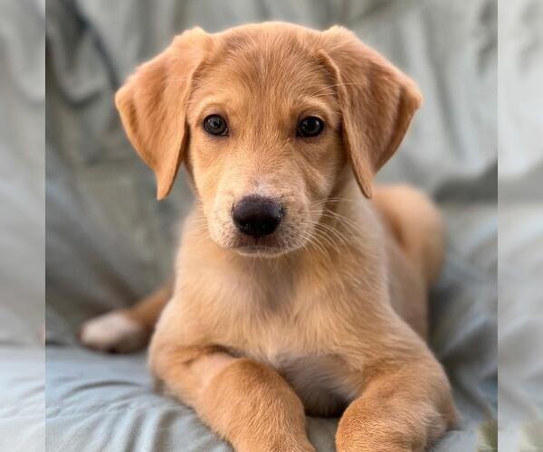 Medium Photo #1 Labrador Retriever-Unknown Mix Puppy For Sale in San Diego, CA, USA