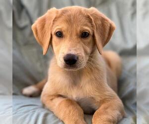 Labrador Retriever-Unknown Mix Dogs for adoption in San Diego, CA, USA