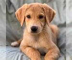 Napoleon Dynamite Pup - Rex - Male Labrador Retriever-Unknown Mix Dog for Adoption - Small photo