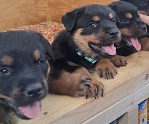 Rottweiler Puppy for Sale in BUNNLEVEL, North Carolina USA