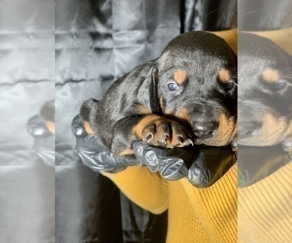 Medium Photo #6 Doberman Pinscher Puppy For Sale in BARNETT, MO, USA
