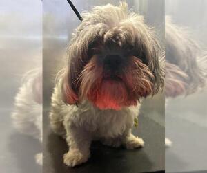 Shih Tzu-Unknown Mix Dogs for adoption in San Antonio, TX, USA