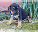 Small #1 Jug-Treeing Walker Coonhound Mix