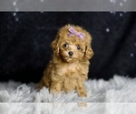 Small Photo #68 Poodle (Miniature) Puppy For Sale in WARSAW, IN, USA