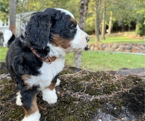 Medium Photo #3 Miniature Bernedoodle Puppy For Sale in DENVER, PA, USA