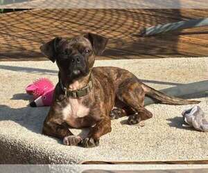 Boston Terrier-Unknown Mix Dogs for adoption in Forest, VA, USA