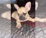 Small Photo #1 French Bulldog Puppy For Sale in SAN DIEGO, CA, USA