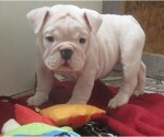 Small Photo #4 Bulldog Puppy For Sale in LITTLEROCK, CA, USA