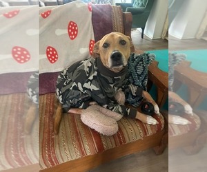 Mutt Dogs for adoption in Calhoun, GA, USA
