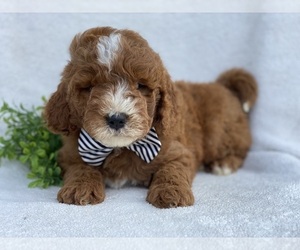 Goldendoodle (Miniature) Puppy for sale in EAST EARL, PA, USA