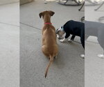 Small #7 Mutt