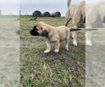 Small Photo #19 Anatolian Shepherd Puppy For Sale in ROBSTOWN, TX, USA